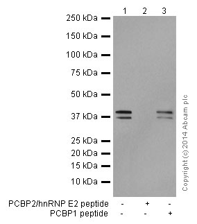 Western blot - Anti-PCBP2/hnRNP E2 antibody [EPR14859(2)] - BSA and Azide free (AB251324), expandable thumbnail