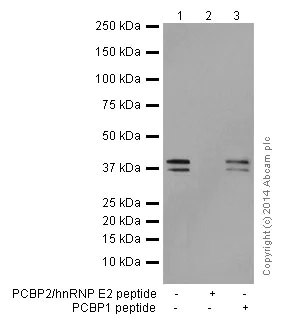 Western blot - Anti-PCBP2/hnRNP E2 antibody [EPR14859(2)] - BSA and Azide free (AB251324)