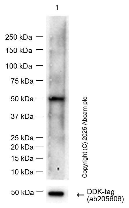 Western blot - Anti-PCBP2/hnRNP E2 antibody [EPR14859(2)] - BSA and Azide free (ab251324), expandable thumbnail
