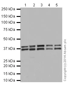 Western blot - Anti-PCBP2/hnRNP E2 antibody [EPR14859(2)] - BSA and Azide free (AB251324)