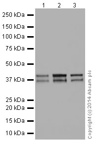 Western blot - Anti-PCBP2/hnRNP E2 antibody [EPR14859(2)] - BSA and Azide free (AB251324)