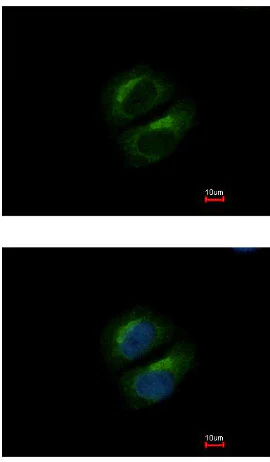 Immunocytochemistry/ Immunofluorescence - Anti-PCBP3 antibody (AB154252)