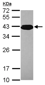 Western blot - Anti-PCBP3 antibody (AB154252)