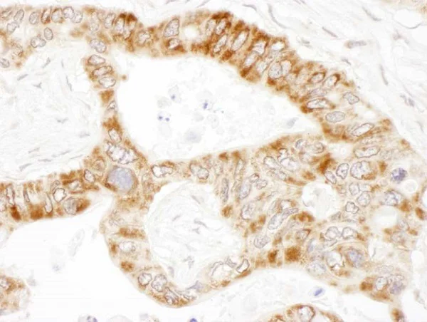 Immunohistochemistry (Frozen sections) - Anti-PCCA antibody - C-terminal (AB187686)