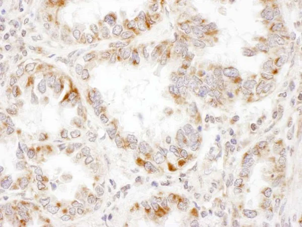 Immunohistochemistry (Frozen sections) - Anti-PCCA antibody - C-terminal (AB187686)