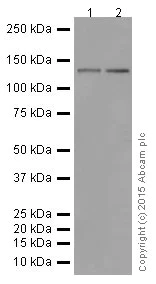 Western blot - Anti-PCDH11X antibody [EPR16916] - BSA and Azide free (AB251398)