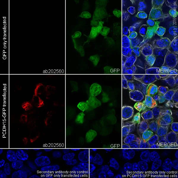 Immunocytochemistry/ Immunofluorescence - Anti-PCDH15 antibody [EPR19600] (AB202560)