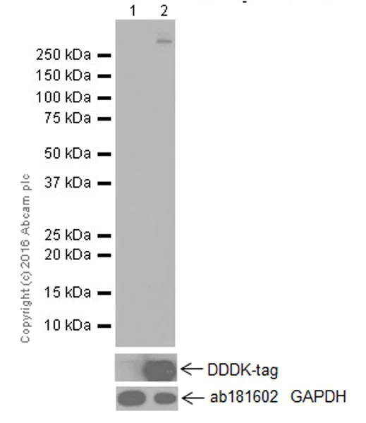 Western blot - Anti-PCDH15 antibody [EPR19600] (AB202560)