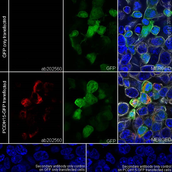 Immunocytochemistry/ Immunofluorescence - Anti-PCDH15 antibody [EPR19600] - BSA and Azide free (AB251375), expandable thumbnail