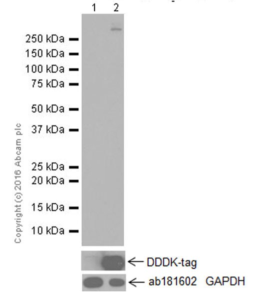 Western blot - Anti-PCDH15 antibody [EPR19600] - BSA and Azide free (AB251375), expandable thumbnail