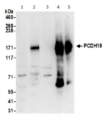 Western blot - Anti-PCDH19 antibody - C-terminal (AB191198)