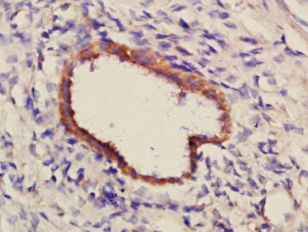 Immunohistochemistry (Formalin/PFA-fixed paraffin-embedded sections) - Anti-PCDH7 antibody (AB214189)