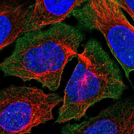 Immunocytochemistry/ Immunofluorescence - Anti-PCDH7 antibody (AB220260), expandable thumbnail