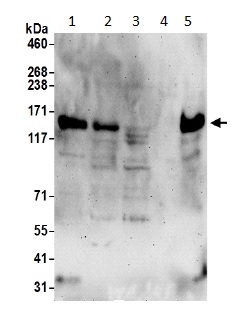 Western blot - Anti-PCDH7 antibody - C-terminal (AB191191)