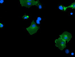 Immunocytochemistry/ Immunofluorescence - Anti-PCDH7 antibody [OTI2G6] (AB139274), expandable thumbnail