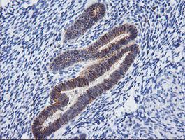 Immunohistochemistry (Formalin/PFA-fixed paraffin-embedded sections) - Anti-PCDH7 antibody [OTI2G6] (AB139274), expandable thumbnail