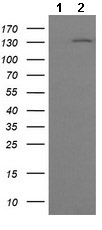 Western blot - Anti-PCDH7 antibody [OTI2G6] (AB139274), expandable thumbnail