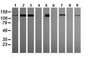 Western blot - Anti-PCDH7 antibody [OTI2G6] (AB139274), expandable thumbnail