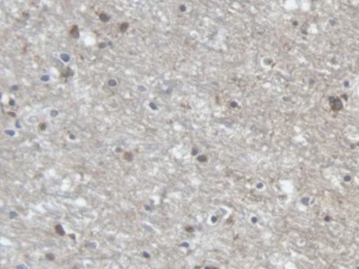 Immunohistochemistry (Formalin/PFA-fixed paraffin-embedded sections) - Anti-PCDHA1 antibody (AB231152)