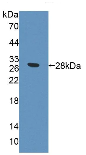 Western blot - Anti-PCDHA1 antibody (AB231152)