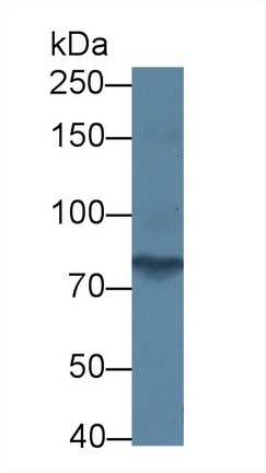 Western blot - Anti-PCDHA1 antibody (AB231152), expandable thumbnail