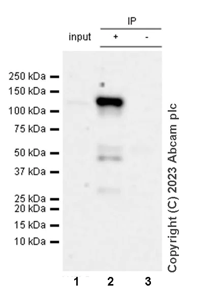 Immunoprecipitation - Anti-PCDHAC2 antibody [EPR28522-31] - BSA and Azide free (AB315032)
