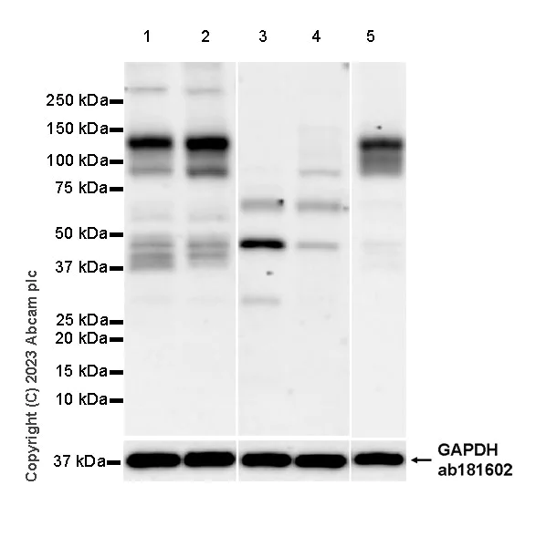 Western blot - Anti-PCDHAC2 antibody [EPR28522-31] - BSA and Azide free (AB315032)