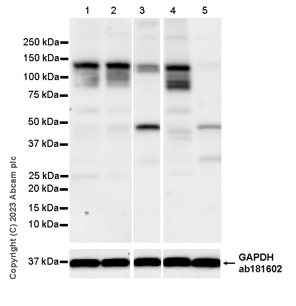 Western blot - Anti-PCDHAC2 antibody [EPR28522-31] - BSA and Azide free (AB315032)