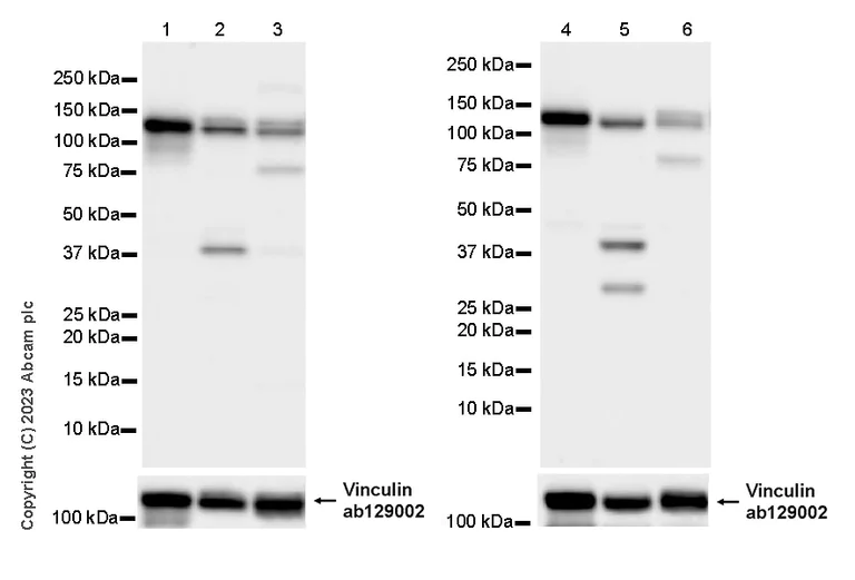 Western blot - Anti-PCDHAC2 antibody [EPR28522-31] - BSA and Azide free (AB315032)
