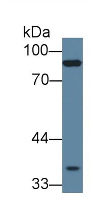 Western blot - Anti-PCDHB15 antibody (AB233195)