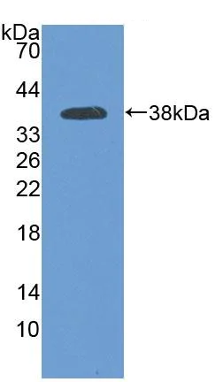 Western blot - Anti-PCDHB15 antibody (AB233195)