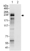 Immunoprecipitation - Anti-PCF11 antibody (AB134391), expandable thumbnail