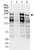 Western blot - Anti-PCF11 antibody (AB134391), expandable thumbnail