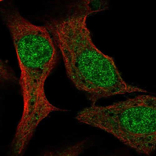 Immunocytochemistry/ Immunofluorescence - Anti-PCF11 antibody (AB220278)