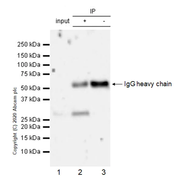Immunoprecipitation - Anti-PCGF1 antibody [EPR23757-38] - BSA and Azide free (AB278502)