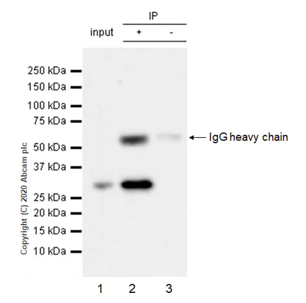 Immunoprecipitation - Anti-PCGF1 antibody [EPR23757-38] - BSA and Azide free (AB278502)