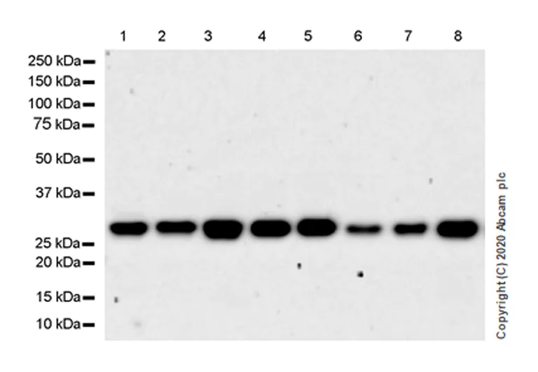 Western blot - Anti-PCGF1 antibody [EPR23757-38] - BSA and Azide free (AB278502)