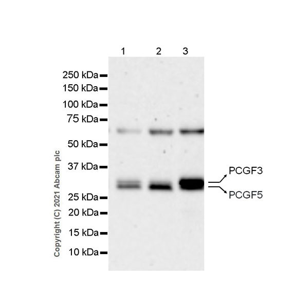 Western blot - Anti-PCGF3+PCGF5 antibody [EPR19475] (AB201510)