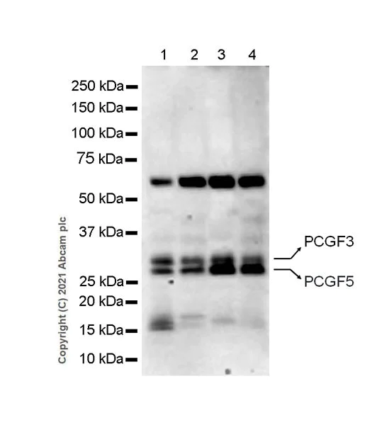 Western blot - Anti-PCGF3+PCGF5 antibody [EPR19475] - BSA and Azide free (AB222922)