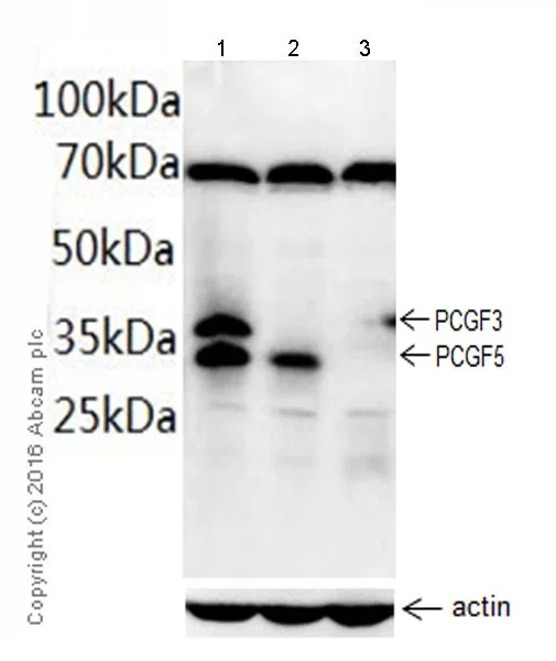 Western blot - Anti-PCGF3+PCGF5 antibody [EPR19475] - BSA and Azide free (AB222922)