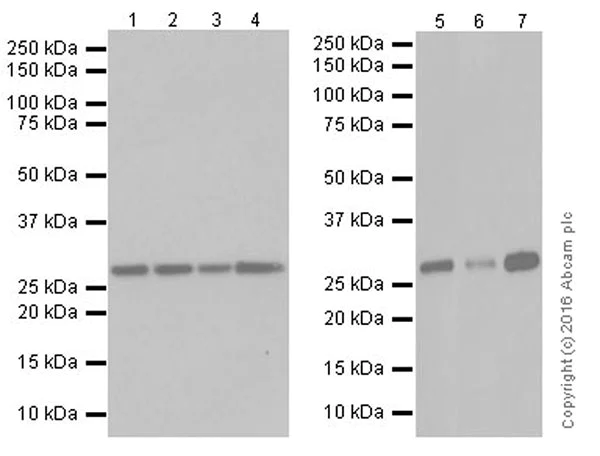 Western blot - Anti-PCGF5 antibody [EP19476] (AB201511)