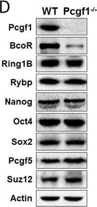Western blot - Anti-PCGF5 antibody [EP19476] (AB201511)