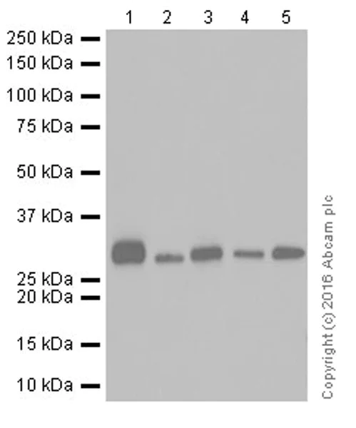 Western blot - Anti-PCGF5 antibody [EP19476] (AB201511)