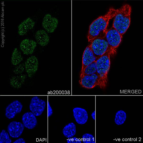 Immunocytochemistry/ Immunofluorescence - Anti-PCGF6 antibody [EPR19450] (AB200038), expandable thumbnail