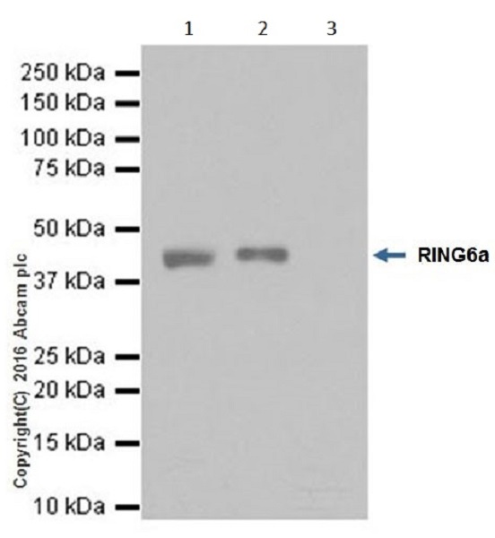 Immunoprecipitation - Anti-PCGF6 antibody [EPR19450] (AB200038), expandable thumbnail