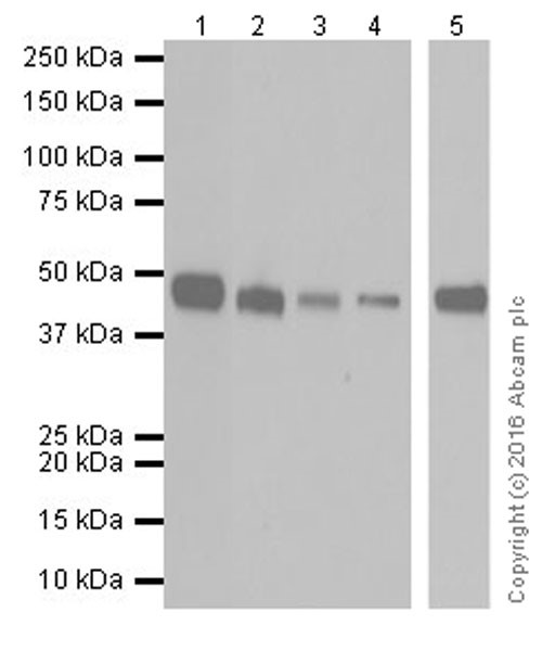 Western blot - Anti-PCGF6 antibody [EPR19450] (AB200038), expandable thumbnail