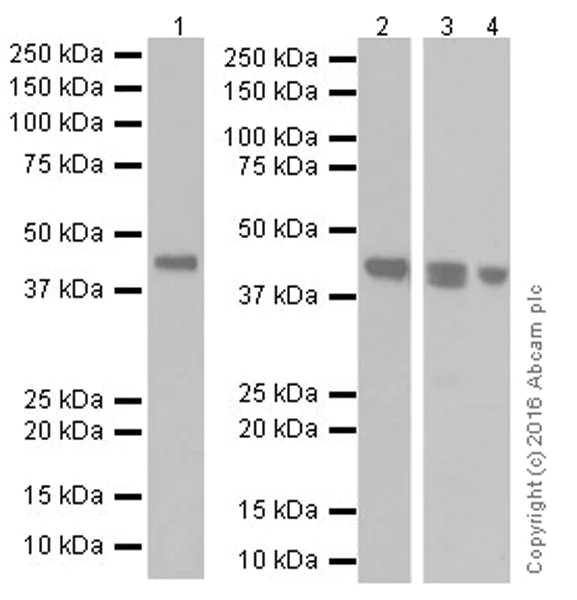 Western blot - Anti-PCGF6 antibody [EPR19450] - BSA and Azide free (AB251294)