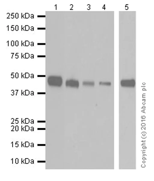 Western blot - Anti-PCGF6 antibody [EPR19450] - BSA and Azide free (AB251294)