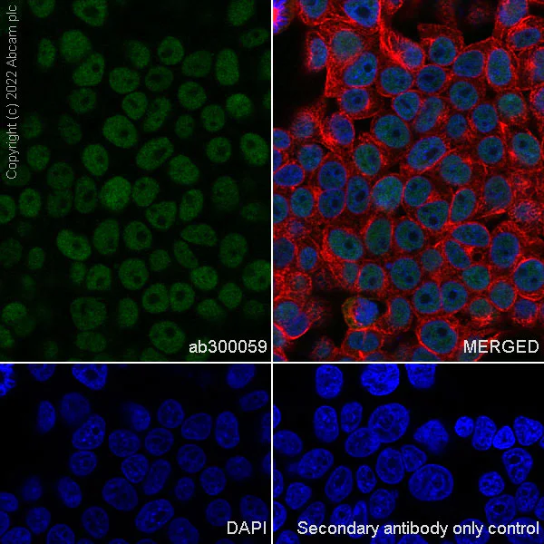 Immunocytochemistry/ Immunofluorescence - Anti-PCGF6 antibody [EPR26301-72] (BSA and Azide free) (AB300060)