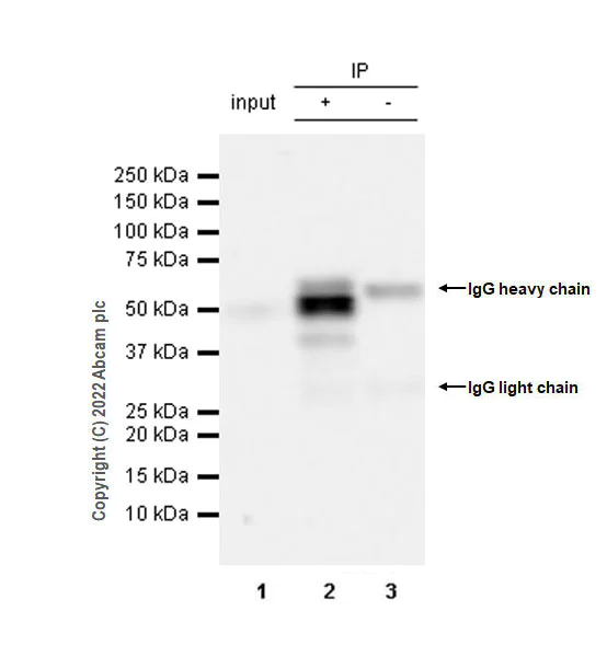 Immunoprecipitation - Anti-PCGF6 antibody [EPR26301-72] (BSA and Azide free) (AB300060)